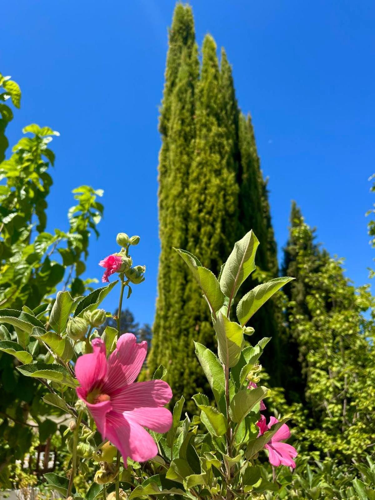 Demelida Villa In Tsada, Paphos Tsadha Exteriör bild